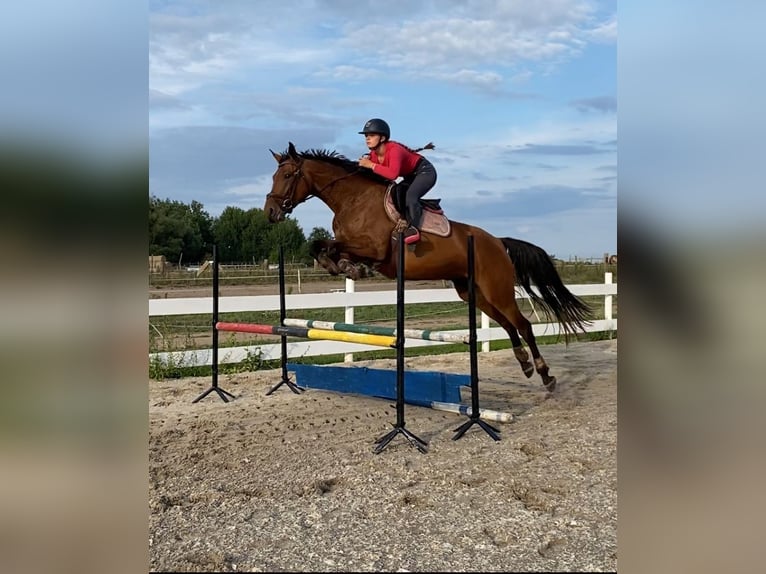 Polish Halfbred Mare 4 years 16 hh Brown in Drezdenko