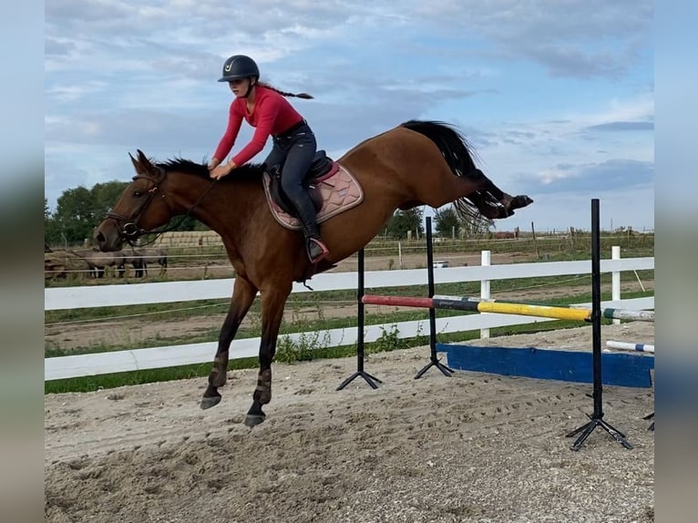 Polish Halfbred Mare 4 years 16 hh Brown in Drezdenko