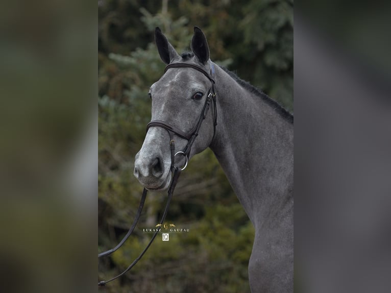 Polish Halfbred Mare 4 years 16 hh Gray in Gościmiec