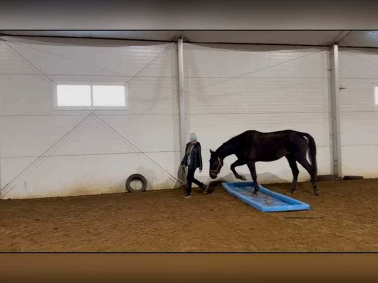 Polish Halfbred Mare 4 years 16,1 hh Bay-Dark in Oparzno