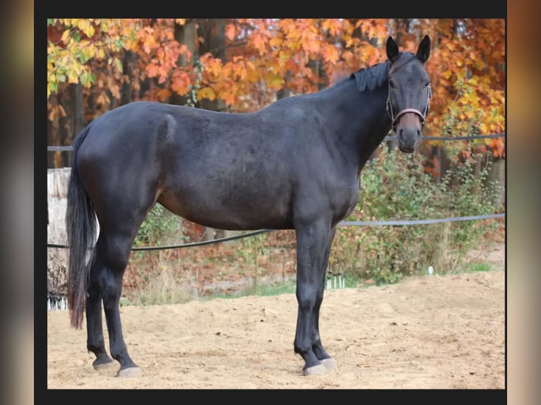 Polish Halfbred Mare 4 years 16,1 hh Bay-Dark in Oparzno