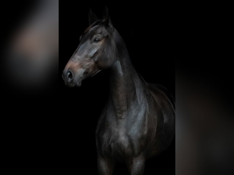 Polish Halfbred Mare 4 years 16,2 hh Bay-Dark in Oparzno Polish Halfbred Mare 4 years 16,2 hh Bay-Dark in Oparzno