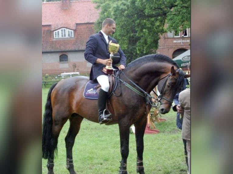 Polish Halfbred Mare 4 years Brown-Light in Brzeziny