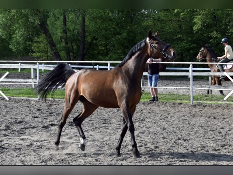 Polish Halfbred Mare 4 years Brown-Light in Brzeziny