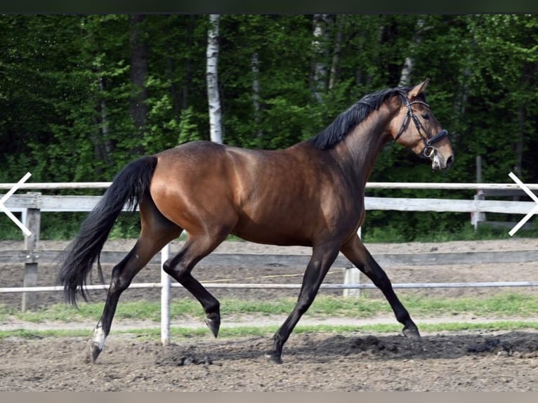 Polish Halfbred Mare 4 years Brown-Light in Brzeziny