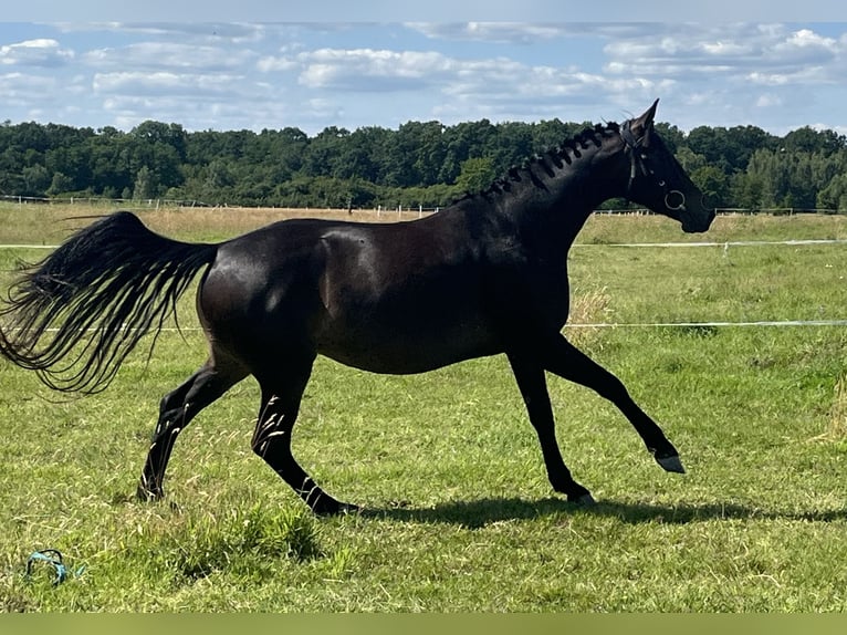 Polish Halfbred Mare 4 years in Legnica