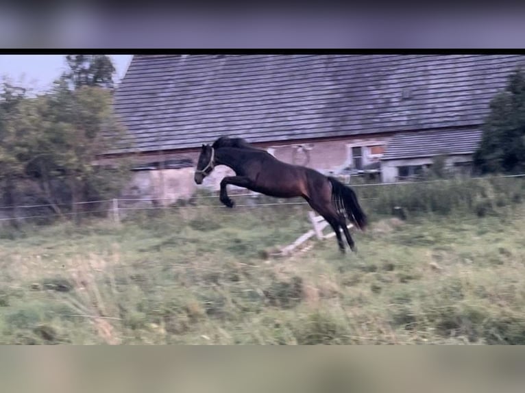 Polish Halfbred Mare 4 years in Legnica