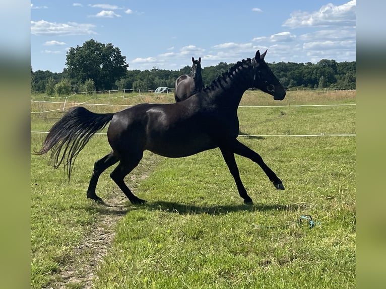 Polish Halfbred Mare 4 years in Legnica