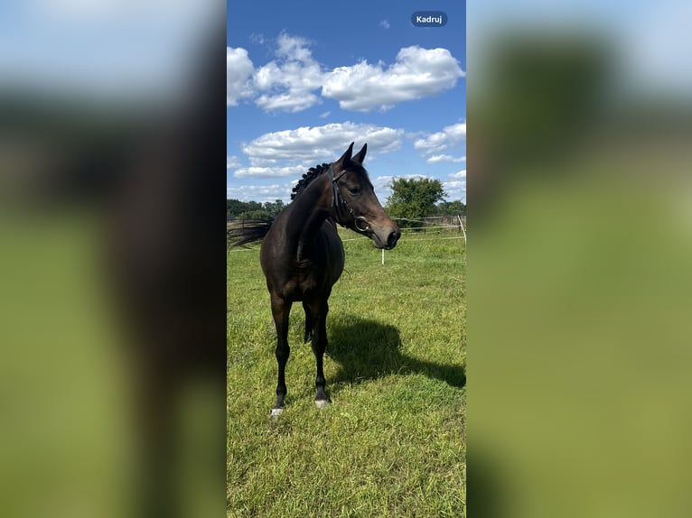 Polish Halfbred Mare 4 years in Legnica
