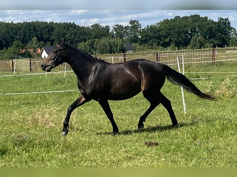 Polish Halfbred Mare 4 years in Legnica