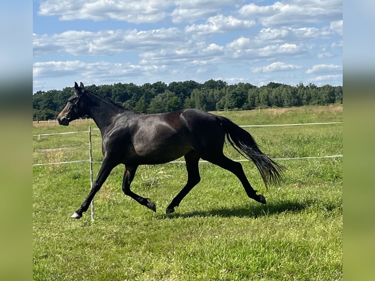Polish Halfbred Mare 4 years in Legnica