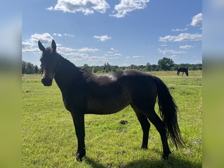 Polish Halfbred Mare 4 years in Legnica
