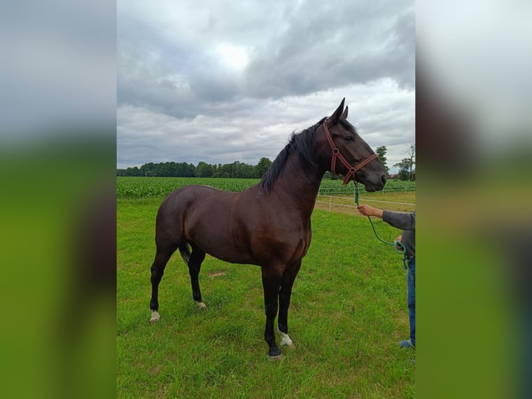 Polish Halfbred Mare 4 years Smoky-Black in Glinno