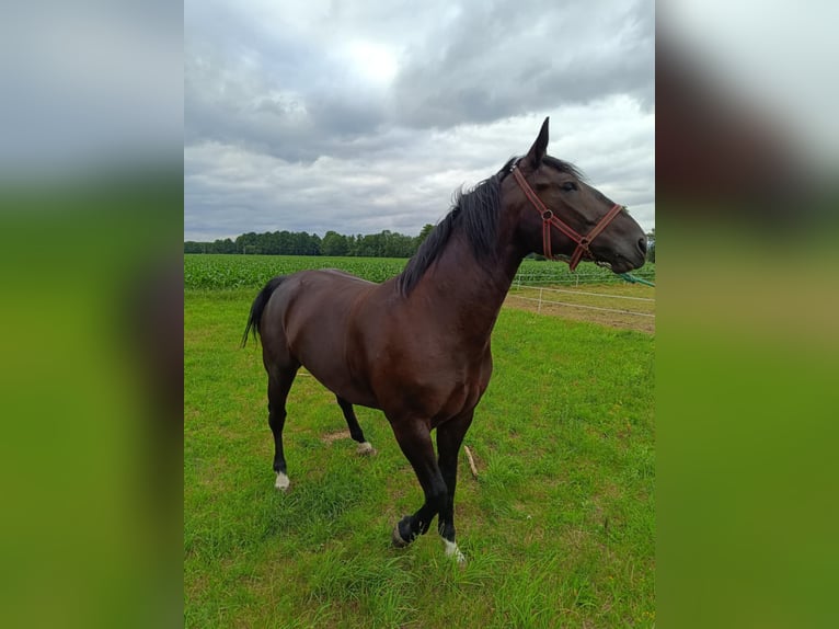 Polish Halfbred Mare 4 years Smoky-Black in Glinno