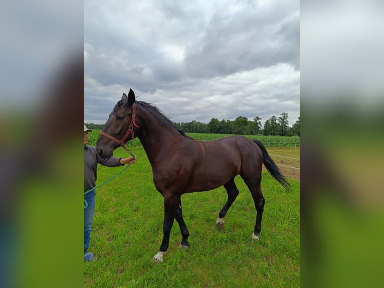 Polish Halfbred Mare 4 years Smoky-Black in Glinno