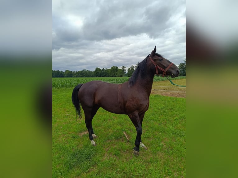 Polish Halfbred Mare 4 years Smoky-Black in Glinno