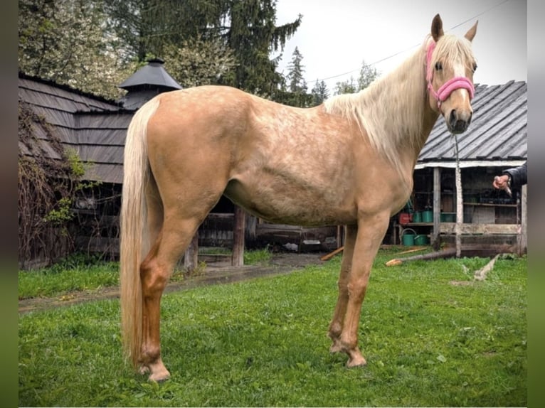Polish Halfbred Mare 5 years 14.3 hh  in Brackel