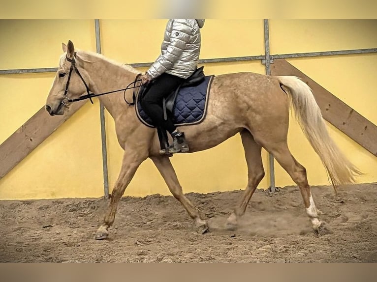 Polish Halfbred Mare 5 years 14.3 hh  in Brackel