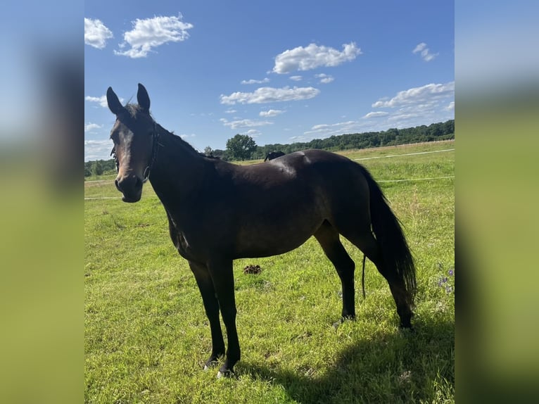 Polish Halfbred Mare 5 years 14.3 hh Smoky-Black in Legnica