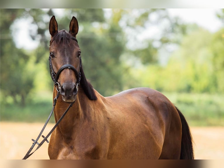 Polish Halfbred Mare 5 years 15,2 hh Smoky-Black in Sochaczew