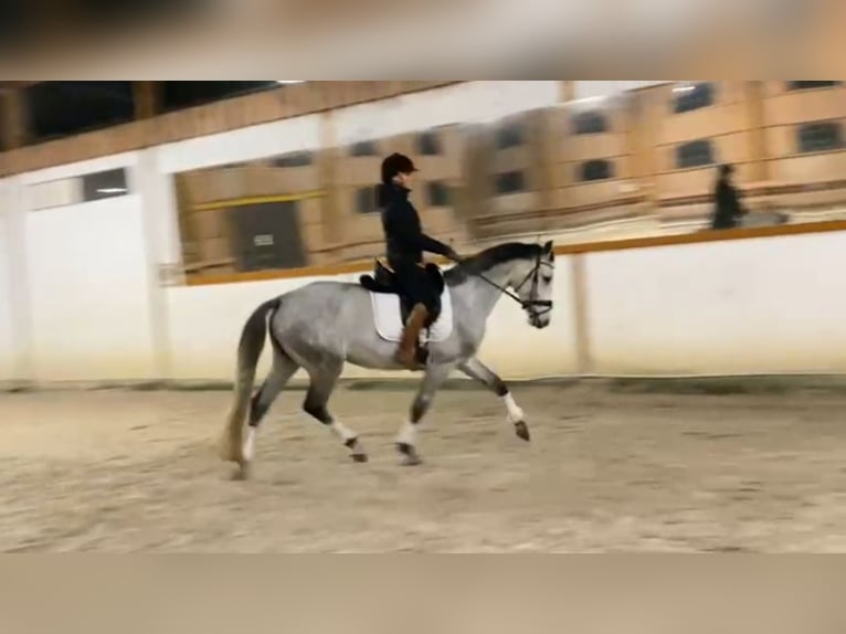 Polish Halfbred Mare 5 years 15,3 hh Gray in Jagodne