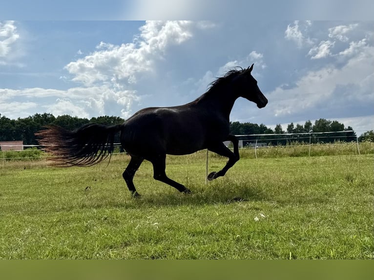 Polish Halfbred Mare 5 years 15 hh Bay-Dark in Legnica