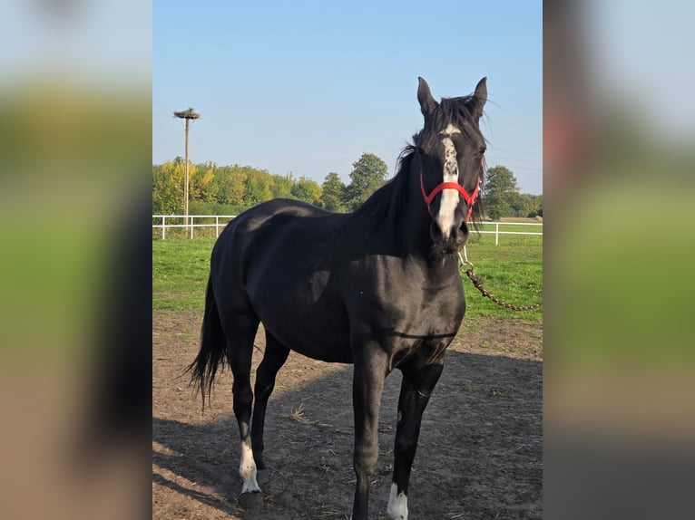 Polish Halfbred Mare 5 years 16.1 hh Black in Slesin