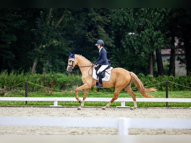 Polish Halfbred Mare 5 years 16,1 hh Palomino in Kamieniec Wroc