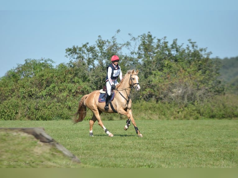 Polish Halfbred Mare 5 years 16,1 hh Palomino in Kamieniec Wroc