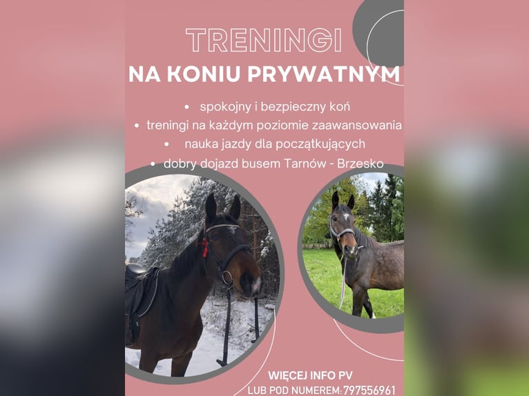 Polish Halfbred Mare 5 years 16,2 hh Bay-Dark in Tymowa