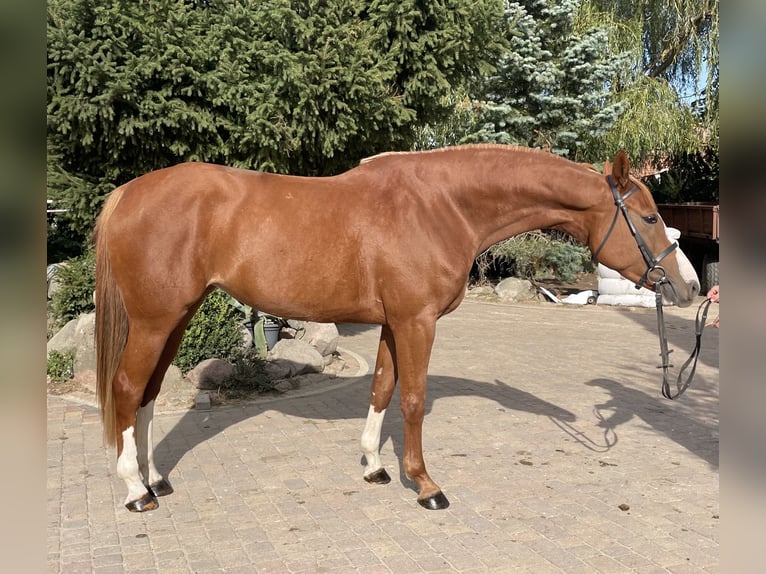 Polish Halfbred Mare 5 years 16,2 hh Chestnut-Red in Paruszka