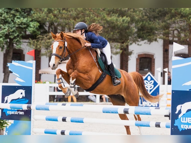 Polish Halfbred Mare 5 years 16,2 hh Chestnut-Red in Paruszka