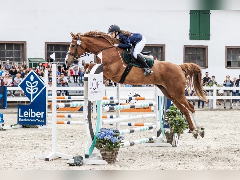 Polish Halfbred Mare 5 years 16,2 hh Chestnut-Red in Paruszka