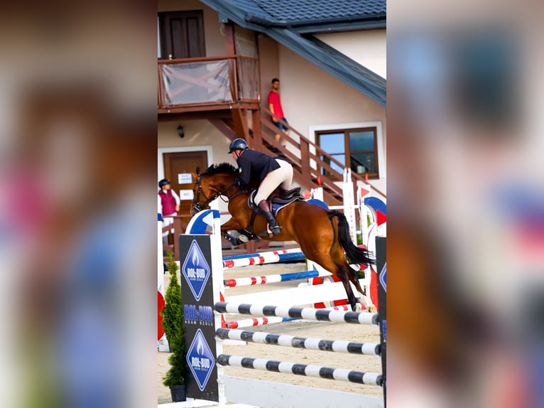 Polish Halfbred Mare 5 years 16 hh Bay in W&#x105;wa&#x142;