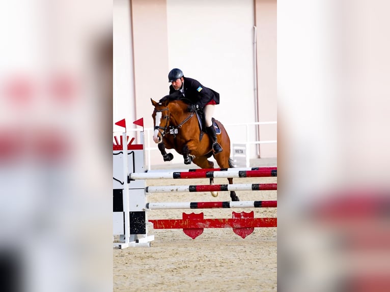 Polish Halfbred Mare 5 years 16 hh Bay in W&#x105;wa&#x142;