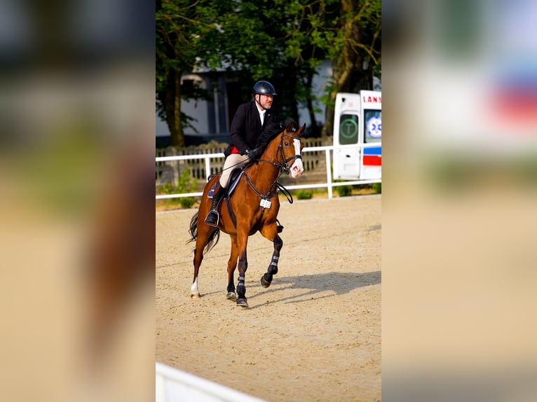 Polish Halfbred Mare 5 years 16 hh Bay in W&#x105;wa&#x142;