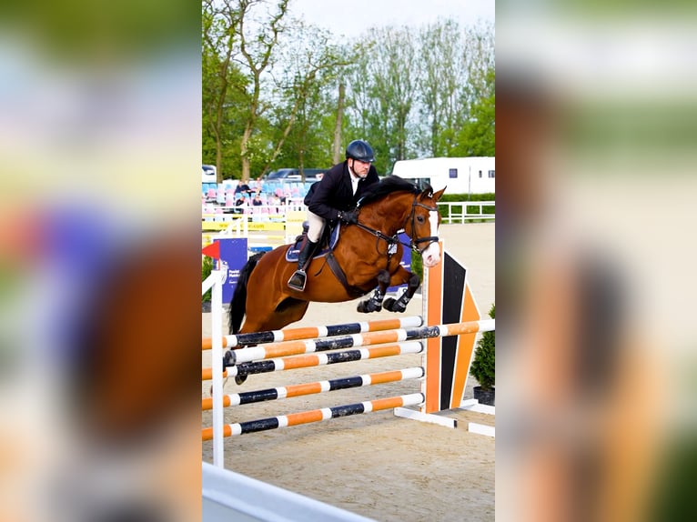 Polish Halfbred Mare 5 years 16 hh Bay in W&#x105;wa&#x142;