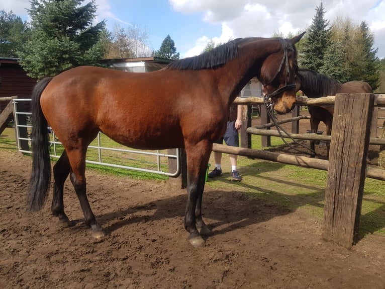 Polish Halfbred Mare 5 years 16 hh Brown in Poznań