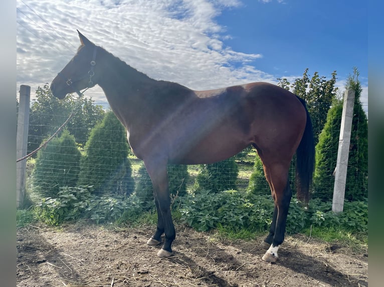 Polish Halfbred Mare 5 years 16 hh Brown in Szamotuły