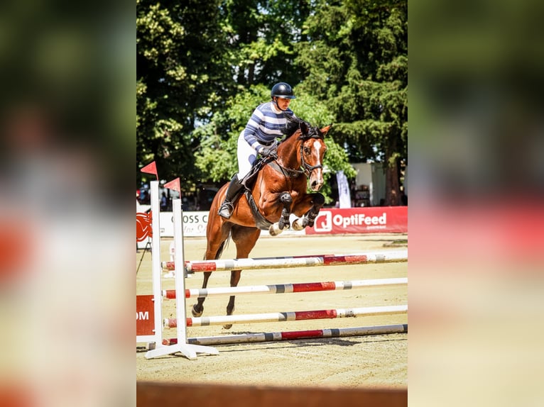 Polish Halfbred Mare 5 years 16,1 hh Bay in Chwa&#x142;owice