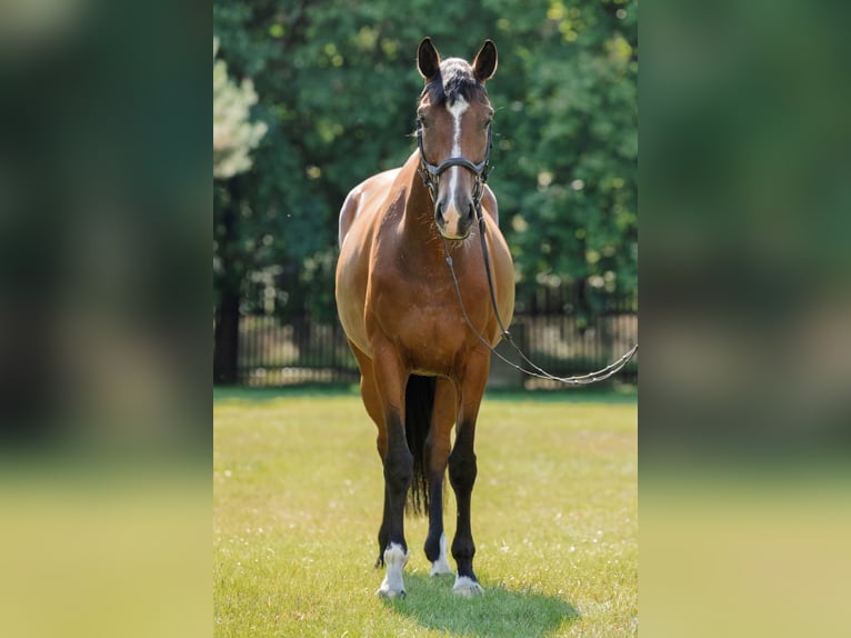 Polish Halfbred Mare 5 years 16,1 hh Bay in Chwa&#x142;owice