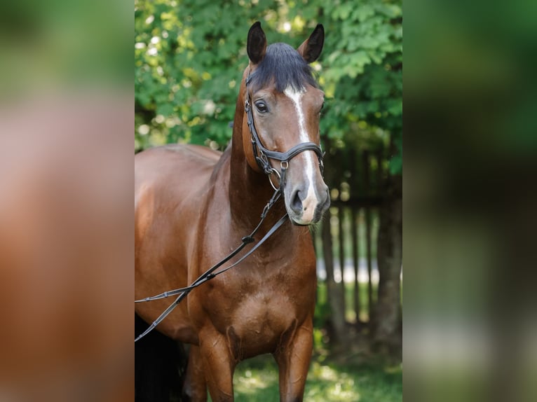 Polish Halfbred Mare 5 years 16,1 hh Bay in Chwa&#x142;owice