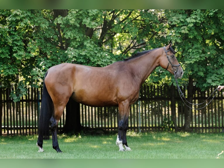 Polish Halfbred Mare 5 years 16,1 hh Bay in Chwa&#x142;owice