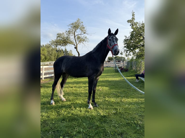 Polish Halfbred Mare 5 years 16,1 hh Grey in W&#x142;odarka