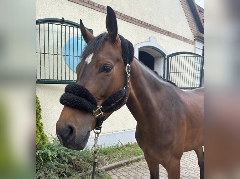 Polish Halfbred Mare 5 years 16,2 hh Bay in W&#xF3;jcin