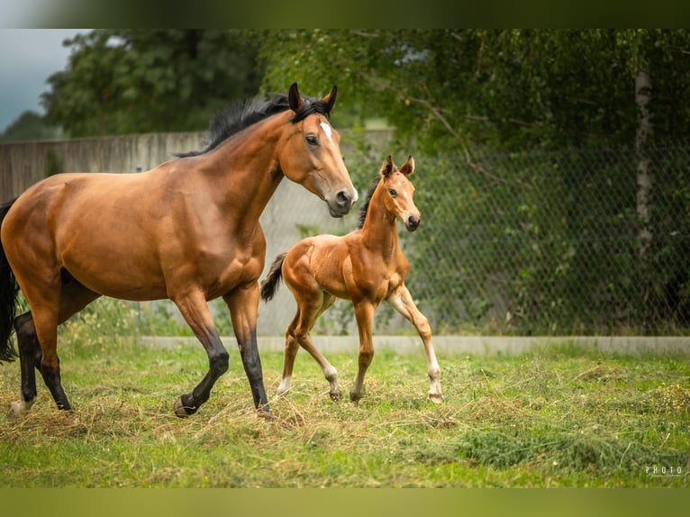 Polish Halfbred Mare 5 years 16,3 hh Bay in Sokoligóra