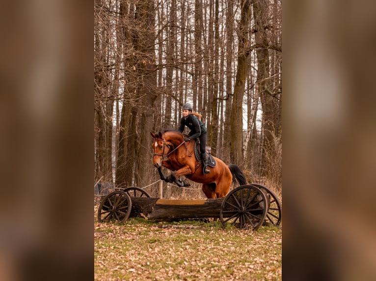 Polish Halfbred Mare 5 years 17.1 hh Brown in Jankowice