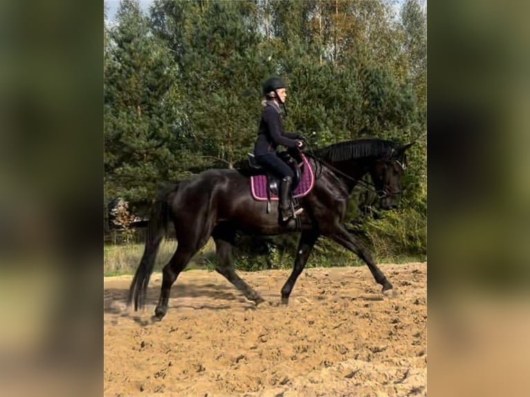 Polish Halfbred Mare 5 years 17 hh Black in Kościerzyna