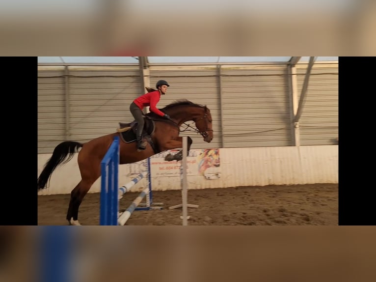 Polish Halfbred Mare 5 years 17,1 hh Brown in Jankowice