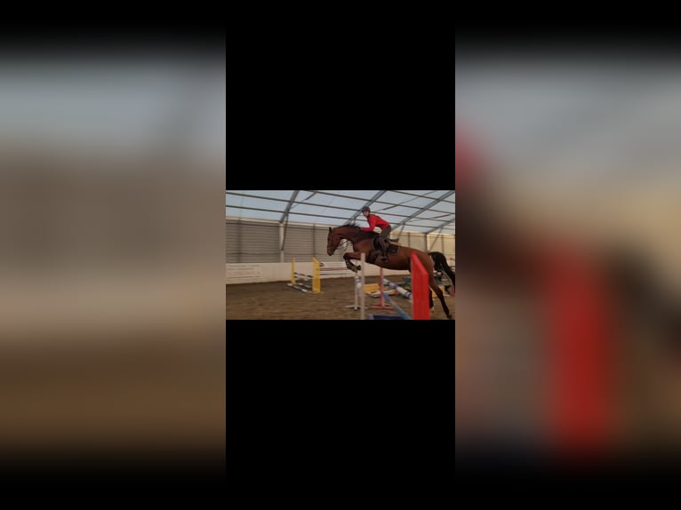 Polish Halfbred Mare 5 years 17,1 hh Brown in Jankowice